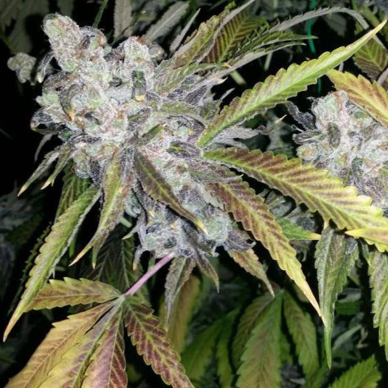 Nasiona marihuany automatyczne Berry Ryder Auto - odmiana konopi