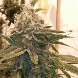 Nasiona marihuany automatyczne Candy Kush Auto - odmiana konopi