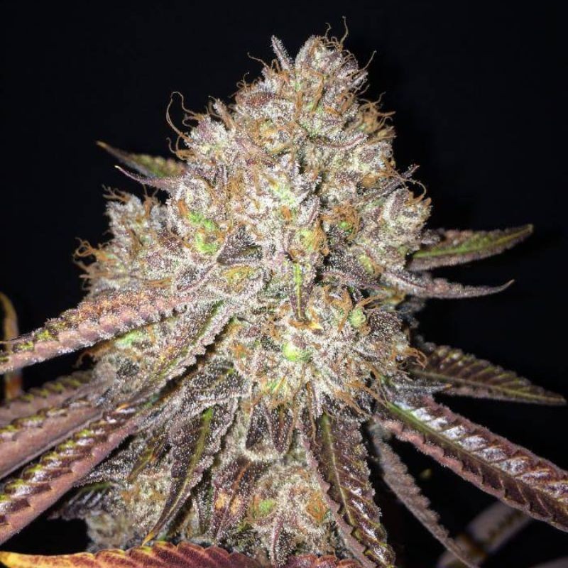 Nasiona marihuany automatyczne Dreamberry Auto - odmiana konopi