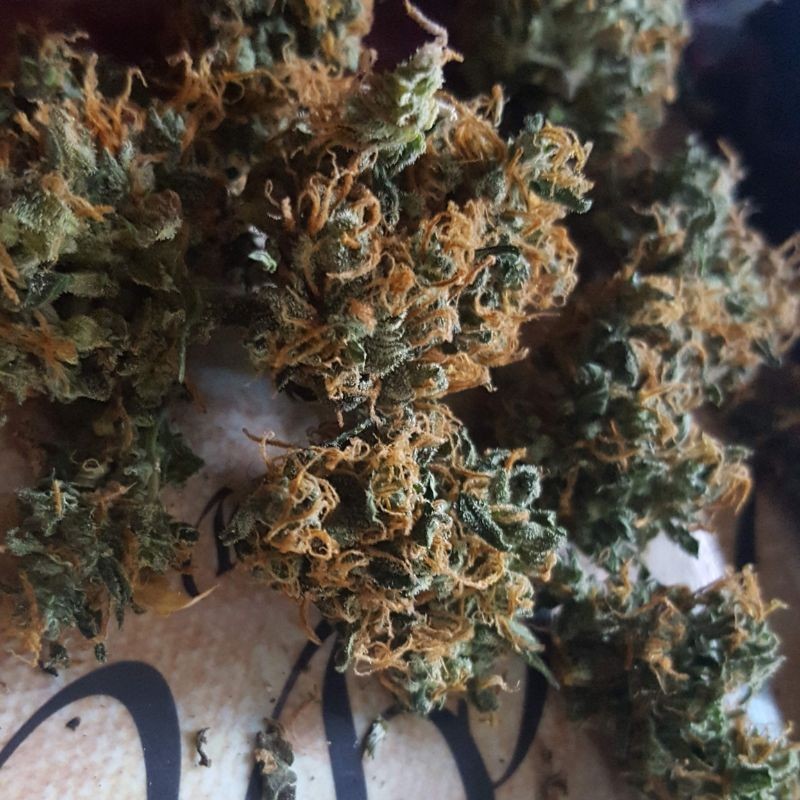 Nasiona marihuany automatyczne Diesel Berry Auto - odmiana konopi