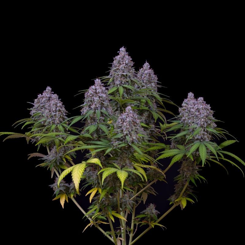 Nasiona marihuany AK-01 - odmiana konopi