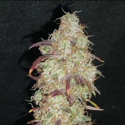 Nasiona marihuany Strong Skunk - opis odmiany konopi