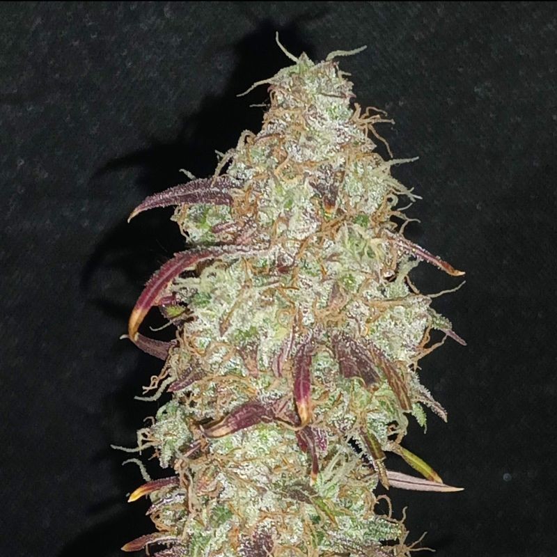 Nasiona marihuany Strong Skunk - opis odmiany konopi