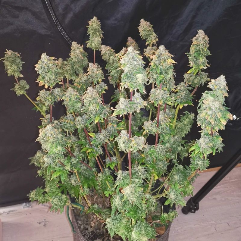 Nasiona marihuany Russian Gold - opis odmiany konopi