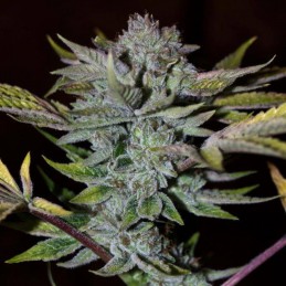 Nasiona marihuany automatyczne Northern Sky Auto - opis odmiany konopi