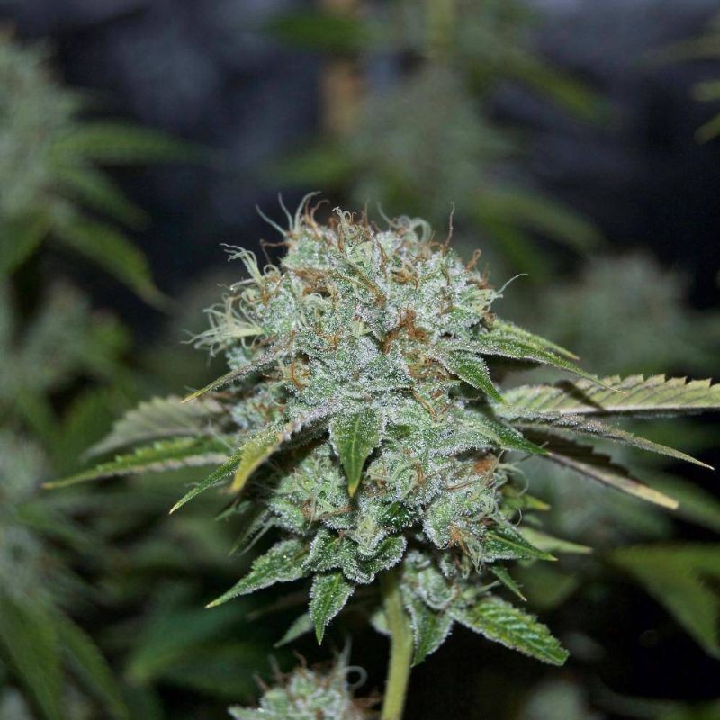 Nasiona marihuany automatyczne Hypnotic Auto - opis odmiany konopi