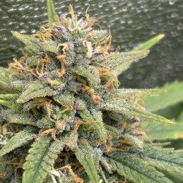Nasiona marihuany Hypnotic - opis odmiany konopi