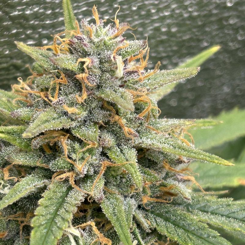 Nasiona marihuany Hypnotic - opis odmiany konopi