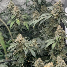 Nasiona marihuany Big Bubble - odmiana konopi