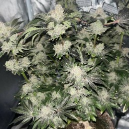 Nasiona marihuany automatyczne Anaconda Auto - odmiana konopi