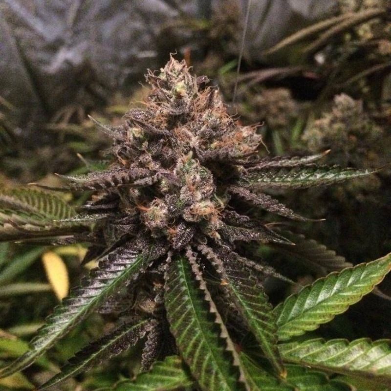 Nasiona marihuany Anaconda - odmiana konopi