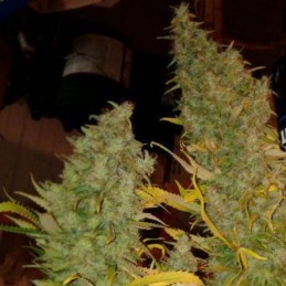 Nasiona marihuany automatyczne Automatic - odmiana konopi