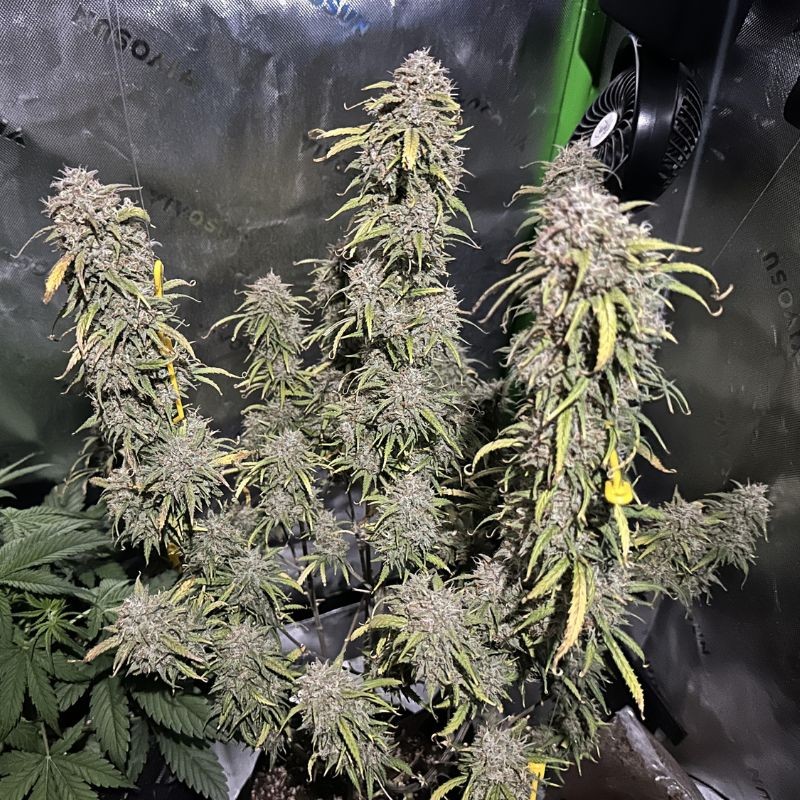Nasiona marihuany Bubble Cheese - odmiana konopi