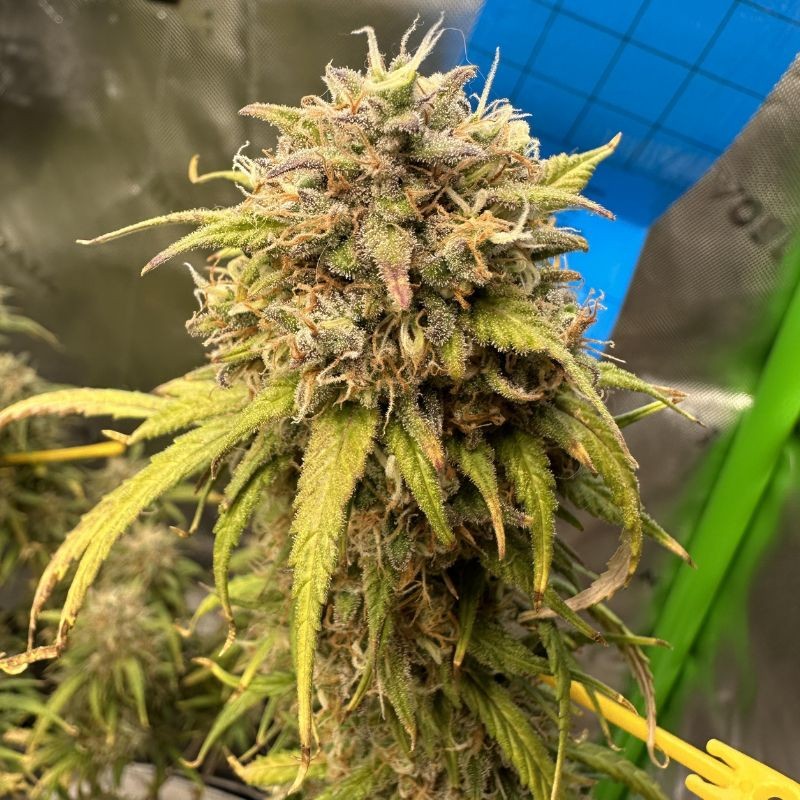 Nasiona marihuany Buddha Tahoe - odmiana konopi