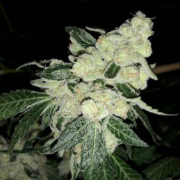 Nasiona marihuany Cheesy Dick - odmiana konopi