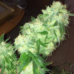 Nasiona marihuany Hindu Cream - opis odmiany konopi