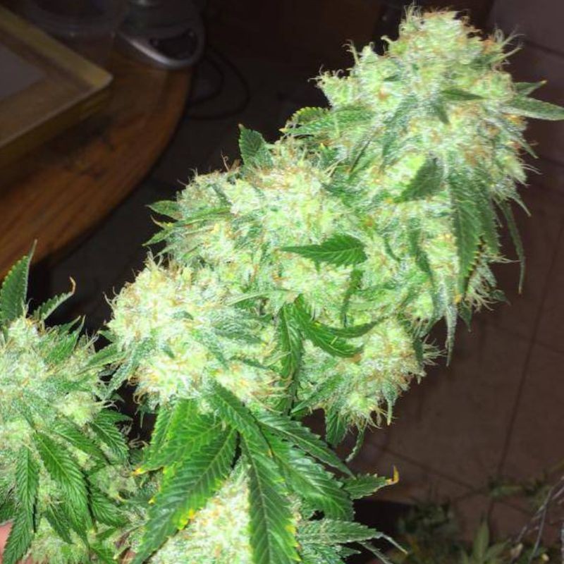 Nasiona marihuany Hindu Cream - opis odmiany konopi