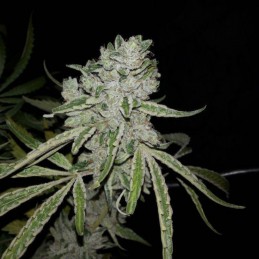 Nasiona marihuany automatyczne Chiesel Automatic - odmiana konopi