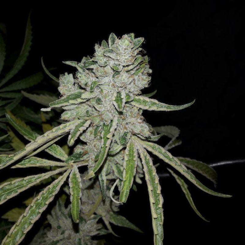 Nasiona marihuany automatyczne Chiesel Automatic - odmiana konopi