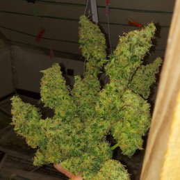 Nasiona marihuany G-Bomb - odmiana konopi