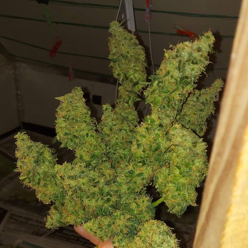 Nasiona marihuany G-Bomb - odmiana konopi