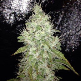 Nasiona marihuany Silver Cheese - opis odmiany konopi