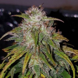 Nasiona marihuany automatyczne Buddha Haze Automatic - odmiana konopi