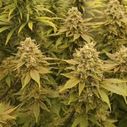 Nasiona marihuany Cheese Dawg - odmiana konopi