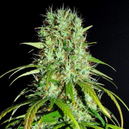 Medyczne nasiona marihuany Medikit CBD Auto - opis odmiany konopi