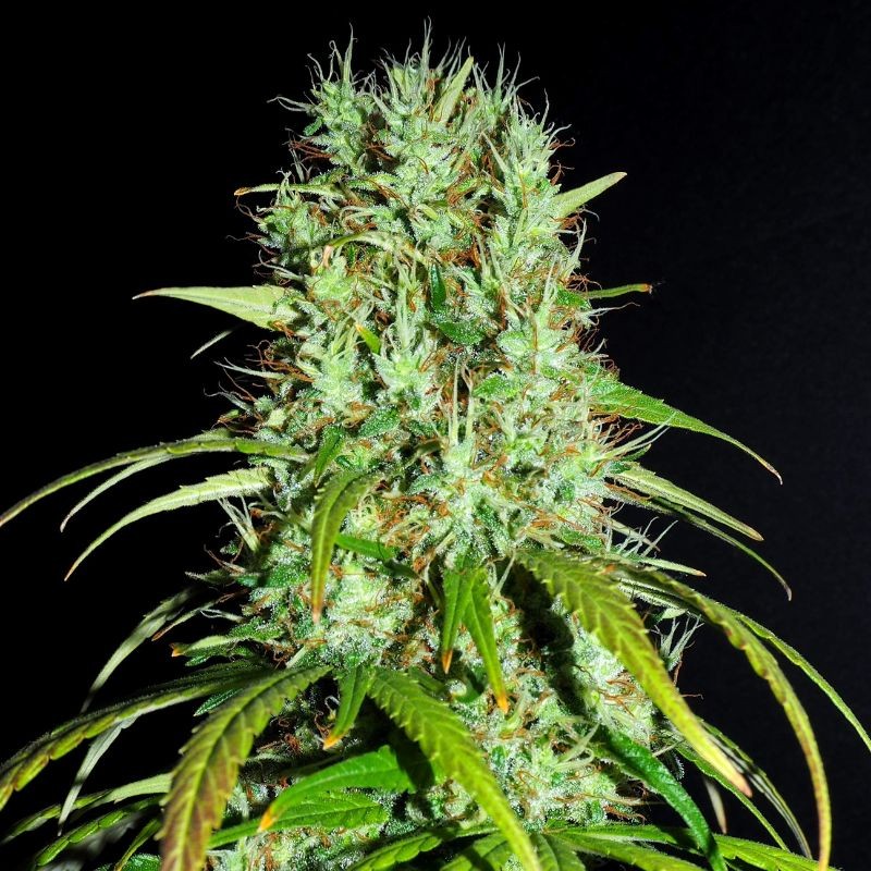 Medyczne nasiona marihuany Medikit CBD Auto - opis odmiany konopi