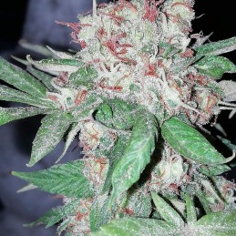 Medyczne nasiona marihuany Medikit CBD - opis odmiany konopi