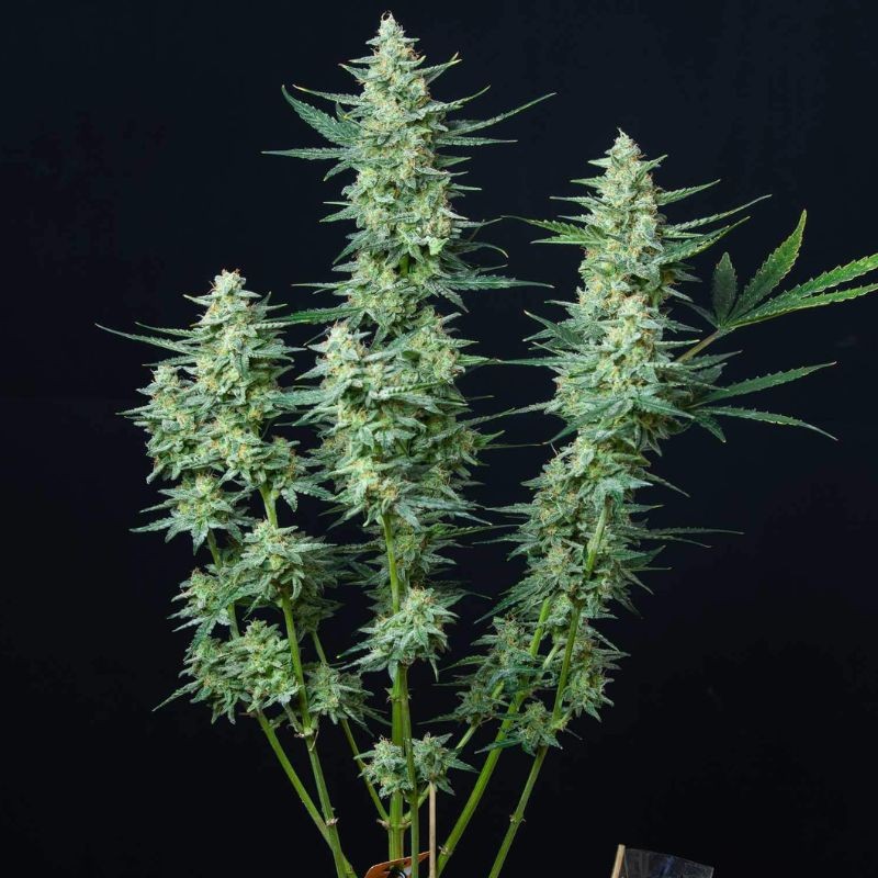 Nasiona marihuany automaty Vesta Auto - opis odmiany konopi