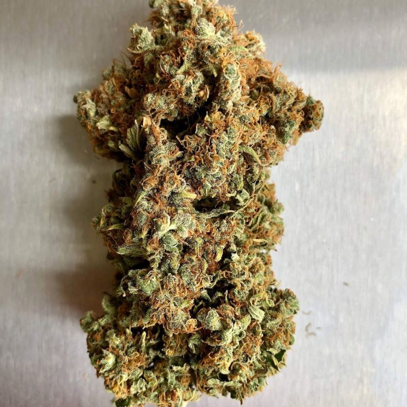 Nasiona marihuany Quasar - opis odmiany konopi