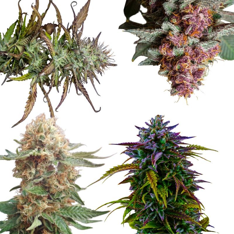 Nasiona marihuany automatyczne Assorted Auto MiX - odmiana konopi