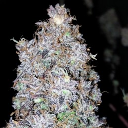 Nasiona marihuany automatyczne Red Dwarf Auto - opis odmiany konopi
