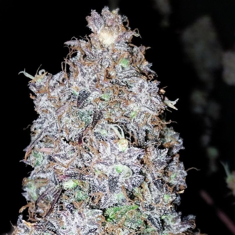 Nasiona marihuany automatyczne Red Dwarf Auto - opis odmiany konopi