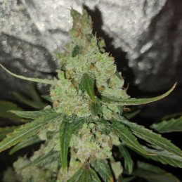Nasiona marihuany Pulsar - opis odmiany konopi