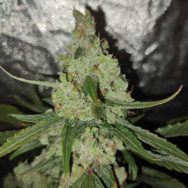 Nasiona marihuany Pulsar - opis odmiany konopi