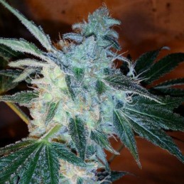 Nasiona marihuany automatyczne Syrup Auto - opis odmiany konopi