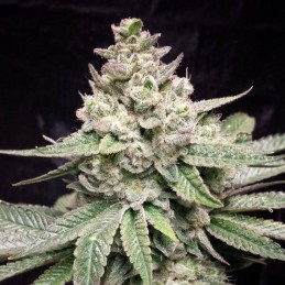 Nasiona marihuany automatyczne Deimos Auto - odmiana konopi