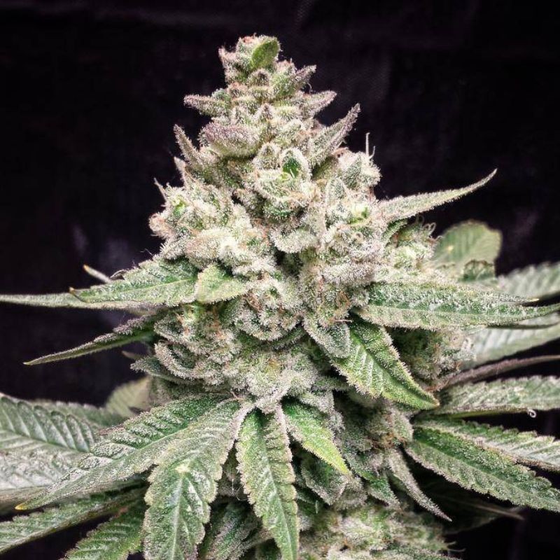 Nasiona marihuany automatyczne Deimos Auto - odmiana konopi