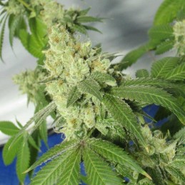 Nasiona marihuany automatyczne Magnum Auto - opis odmiany konopi