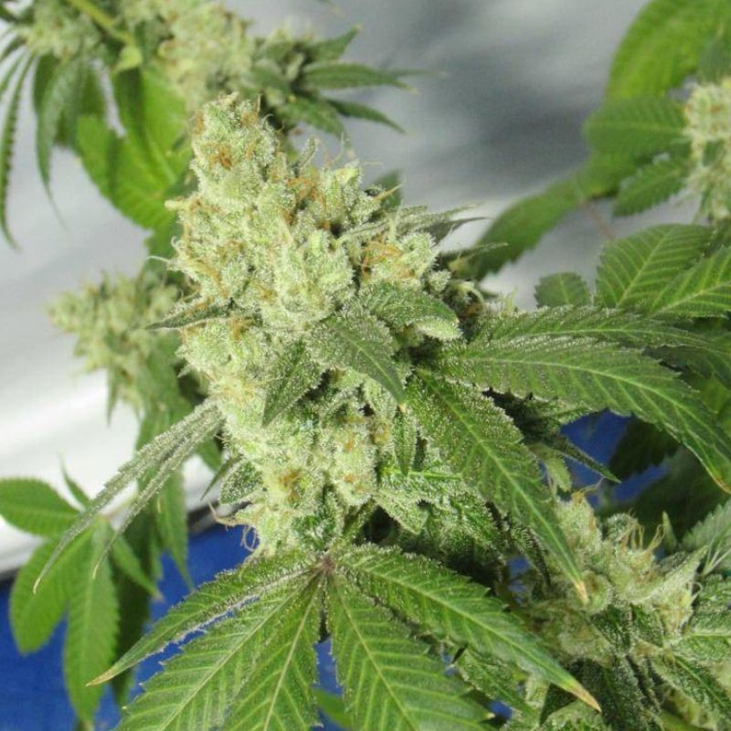 Nasiona marihuany automatyczne Magnum Auto - opis odmiany konopi