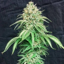 Nasiona marihuany Kraken - opis odmiany konopi