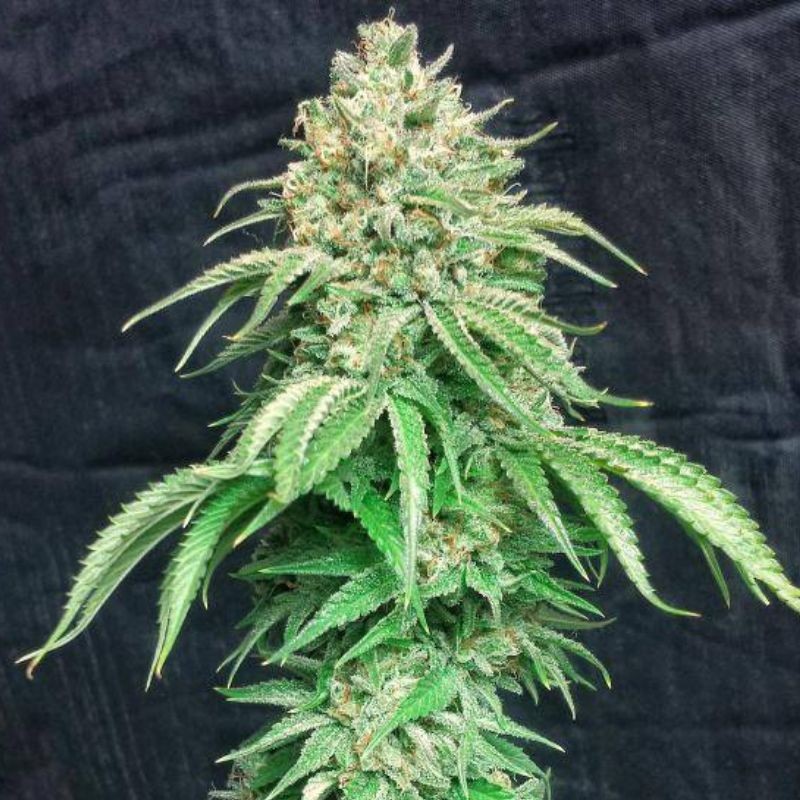Nasiona marihuany Kraken - opis odmiany konopi