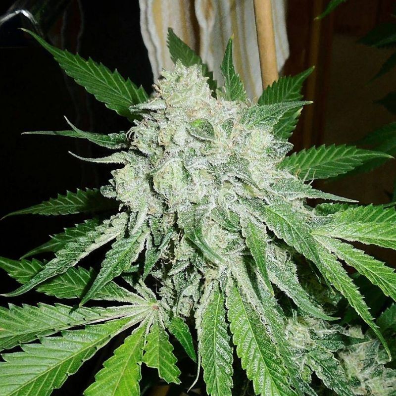 Nasiona marihuany automatyczne Calamity Jane Auto - odmiana konopi