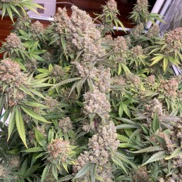 Nasiona marihuany Morpheus - opis odmiany konopi