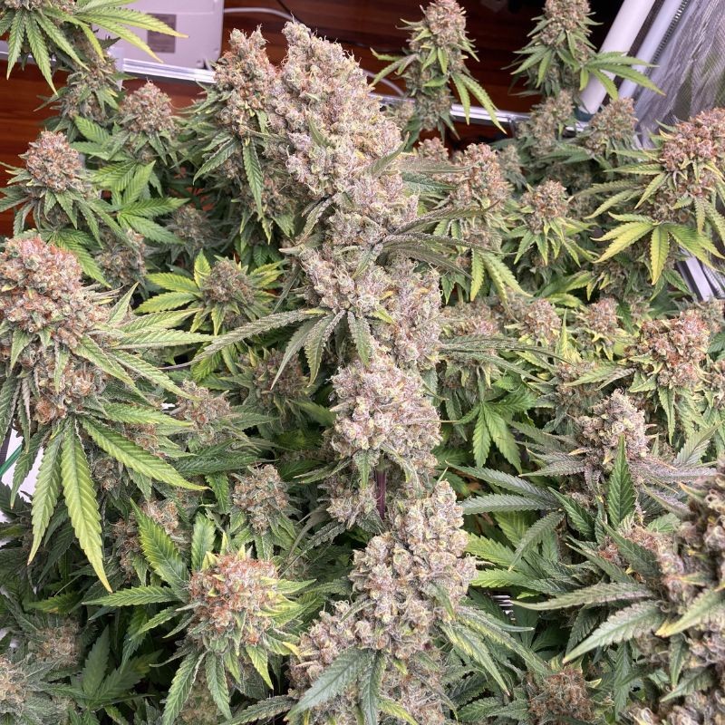 Nasiona marihuany Morpheus - opis odmiany konopi