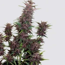 Nasiona marihuany automatyczne Buddha Purple Kush Auto - odmiana konopi