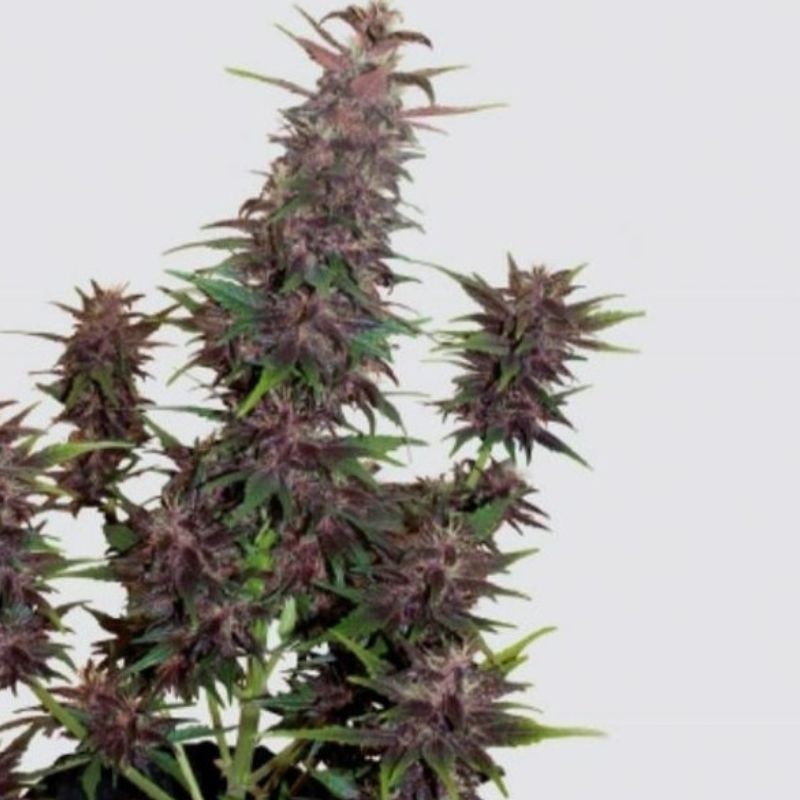 Nasiona marihuany automatyczne Buddha Purple Kush Auto - odmiana konopi
